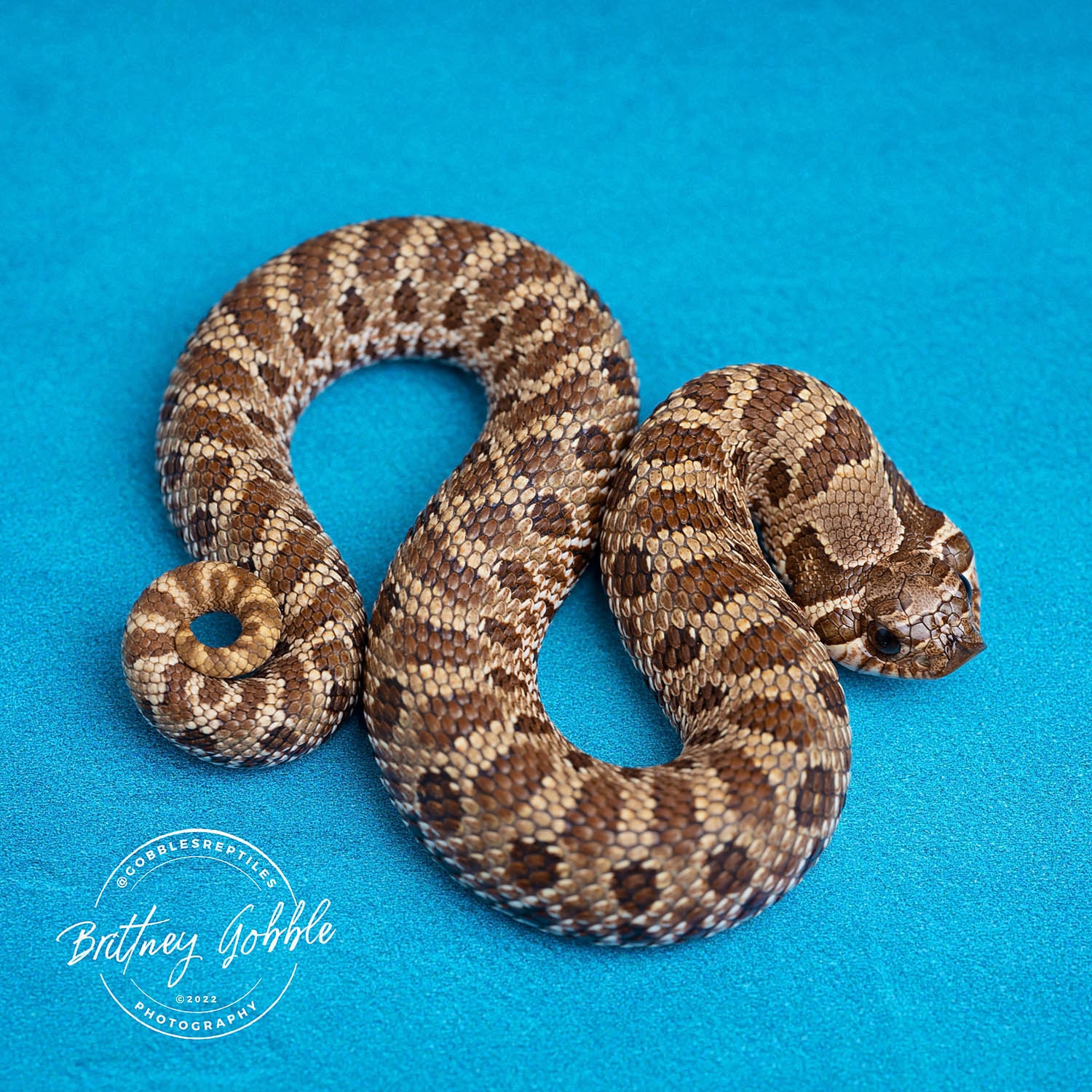 Classic Het Leucistic HN220617F1 Western Hognose by Gobble’s Reptiles