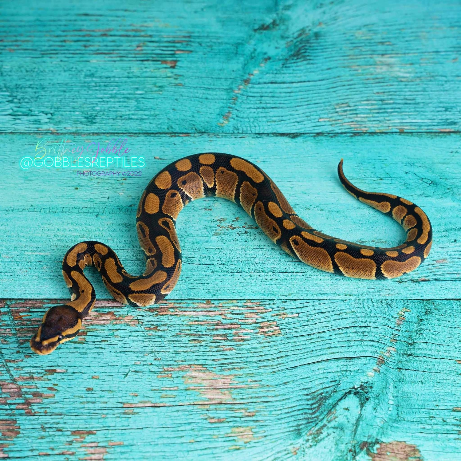 Classic DH Tristripe/Enhancer(Desert Ghost Compatible) BP221016M2 Ball