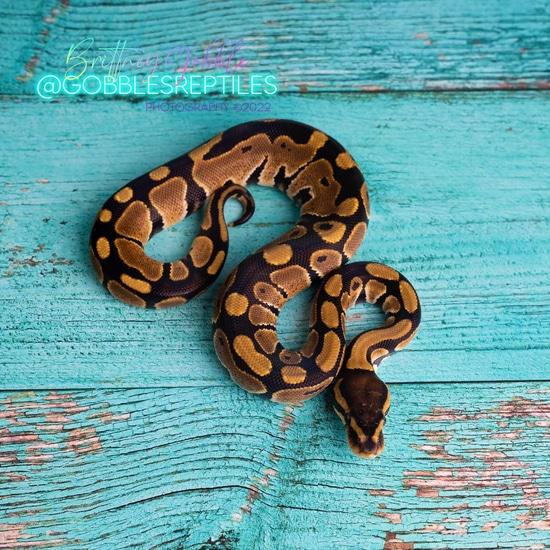 Classic DH Tristripe/Enhancer(Desert Ghost Compatible) BP221016M5 Ball