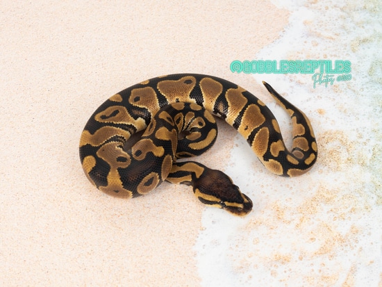 Normal DH Enhancer/TSK Axanthic PDH GS/Hypo Ball Python by Gobble’s ...