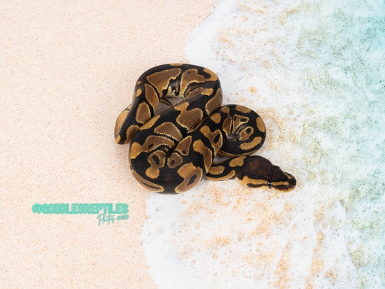 Normal TH Enhancer/TSK Axanthic/Genetic Stripe Ball Python by Gobble’s ...