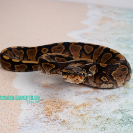 Striker YellowBelly Ball Python