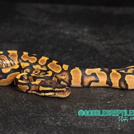 Striker Orange Dream YellowBelly Ball Python