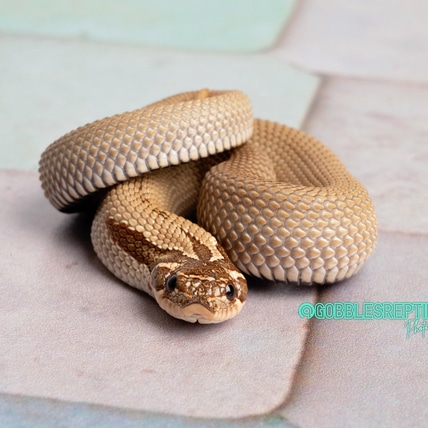 SuperConda DH Lavender/Axanthic(Mercury) PH Albino Western Hognose