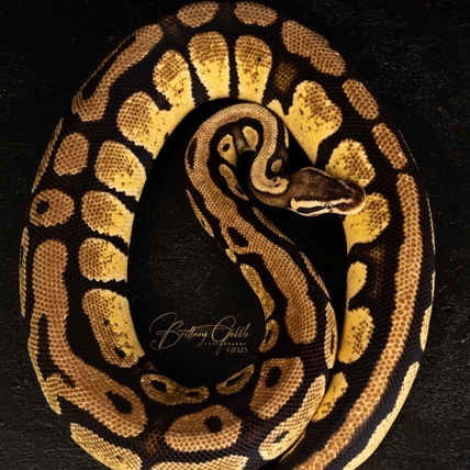 X-tremist X-treme Gene Pastel Proven Breeder Ball Python