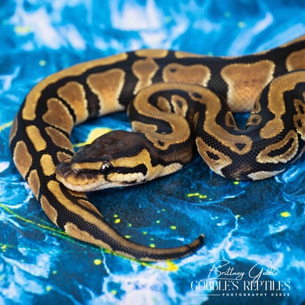 X-tremist DH Clown/TSK Axanthic Ball Python