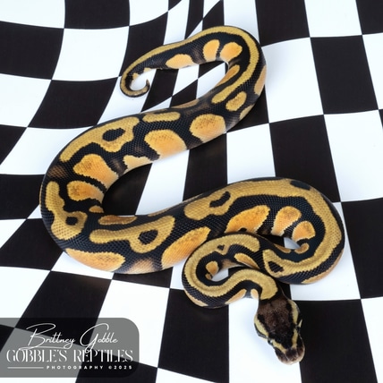 X-tremist Pastel Ball Python