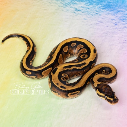 Super X-tremist YellowBelly Ball Python