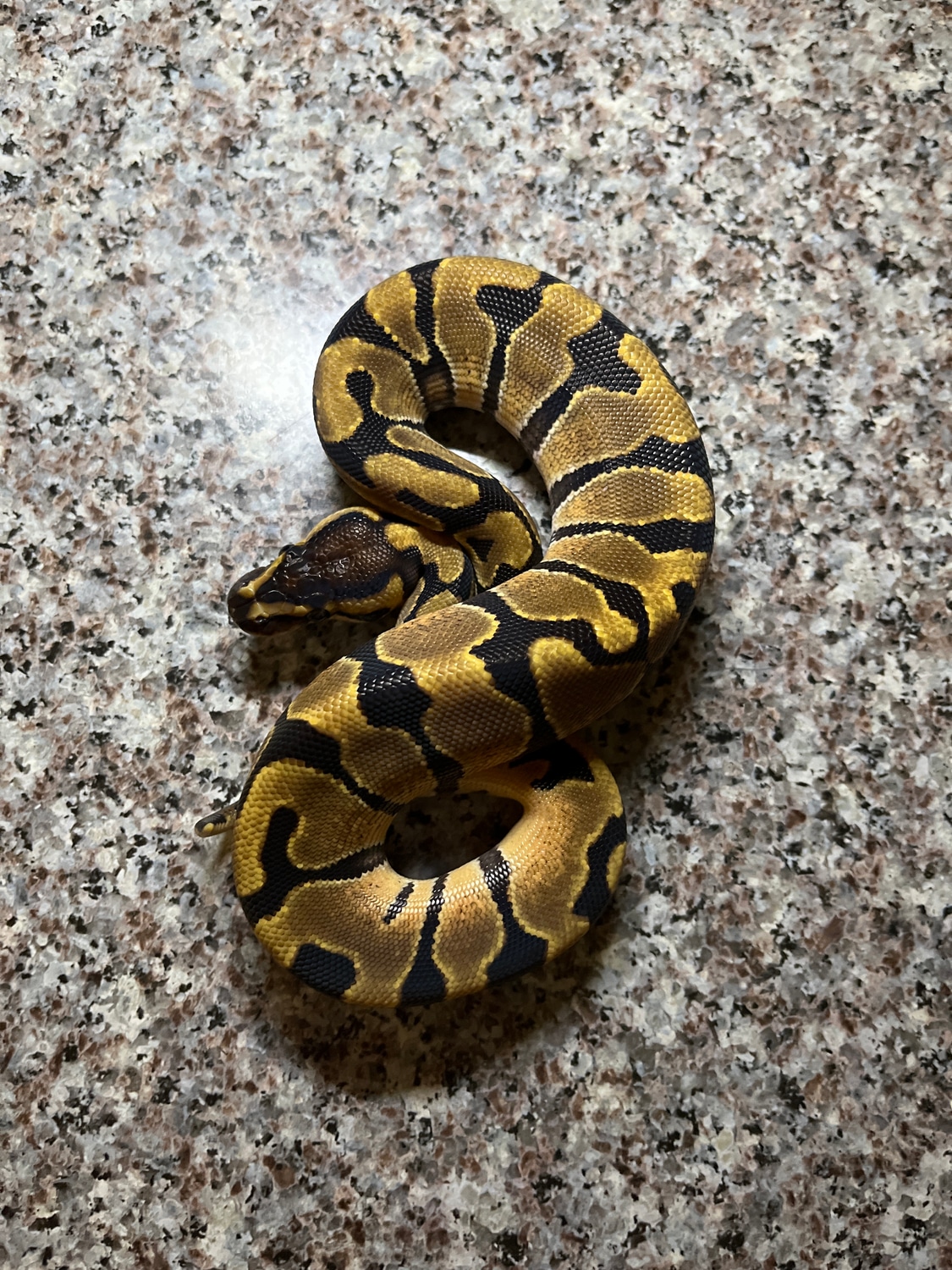 Enchi Ball Python by Limbitless Exotics - MorphMarket