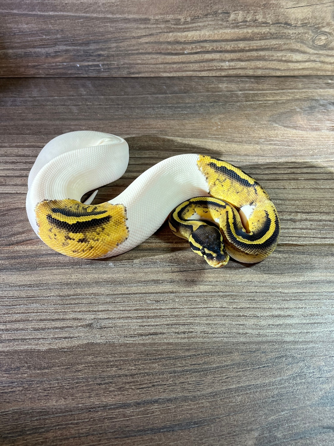 Pastel Pied Ball Python by Limbitless Exotics - MorphMarket
