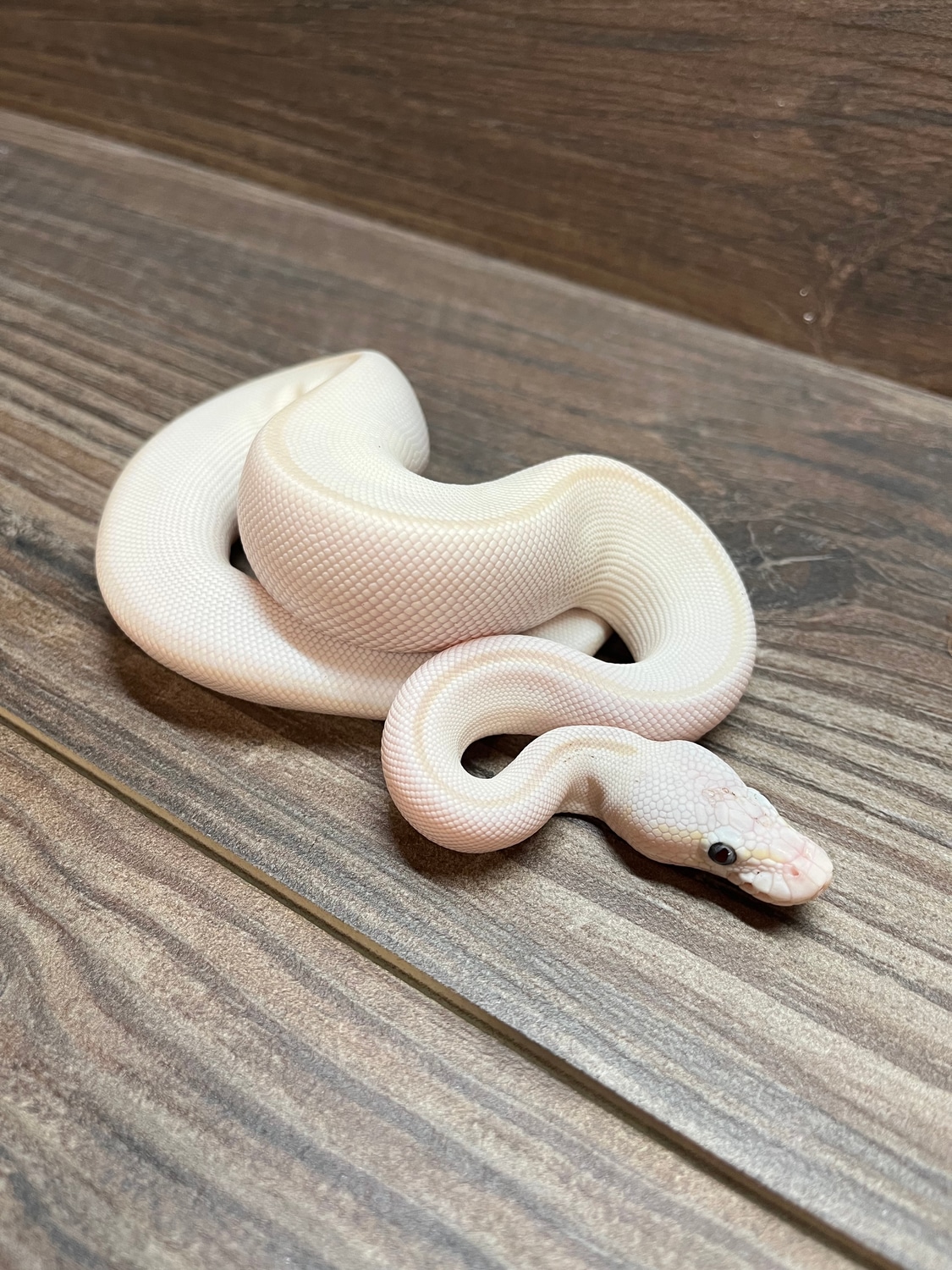 Mystic Lesser Ball Python by Limbitless Exotics MorphMarket