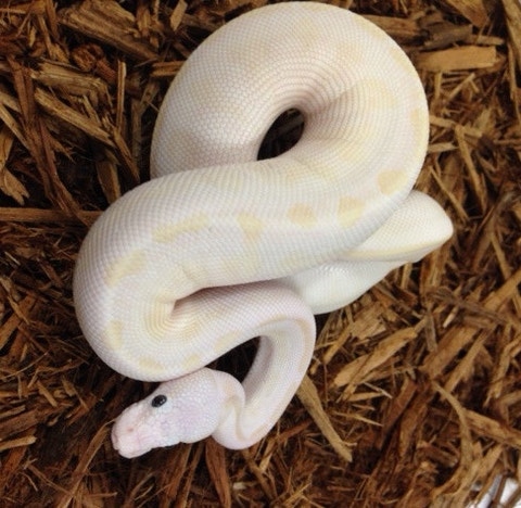 Lesser Special Ball Python by BHB Reptiles - MorphMarket