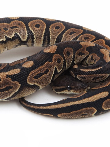 Cinnamon Het Sunset Ball Python by BHB Reptiles - MorphMarket