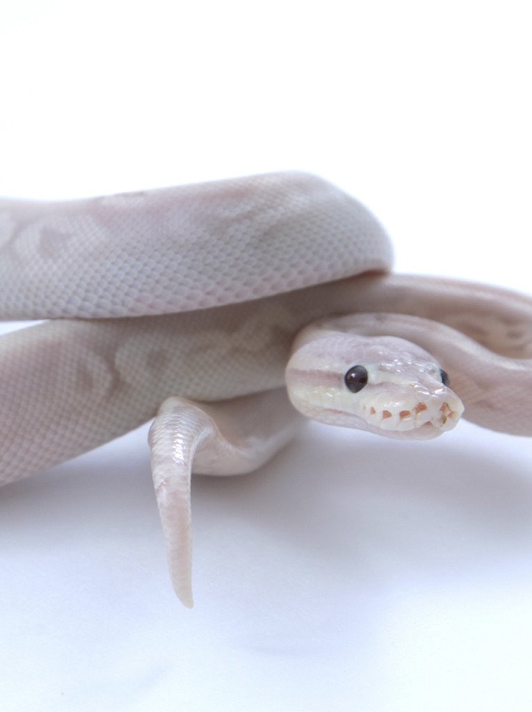 Banana Sterling Ball Python by BHB Reptiles - MorphMarket