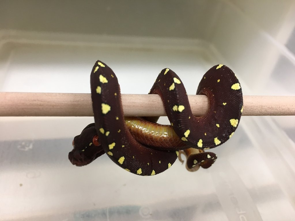 Cyclops Mountain Green Tree Python by BHB Reptiles - MorphMarket