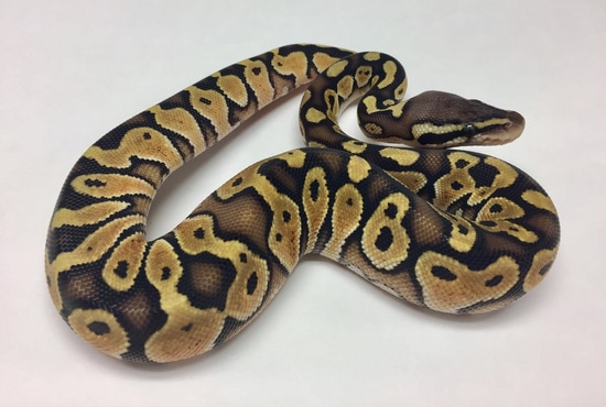 Fire Lesser Special Ball Python by BHB Reptiles
