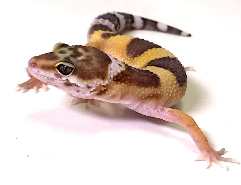 Dark Tangerine Tremper Albino Leopard Gecko by BHB Reptiles MorphMarket