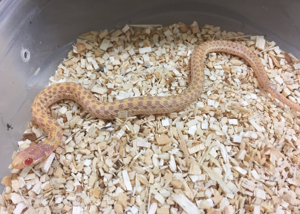 Albino Checkered Garter Snake by BHB Reptiles - MorphMarket