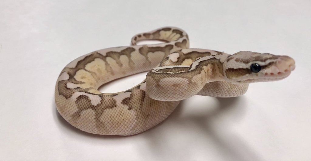 Pastel Fire Woma Lesser Ball Python by BHB Reptiles - MorphMarket