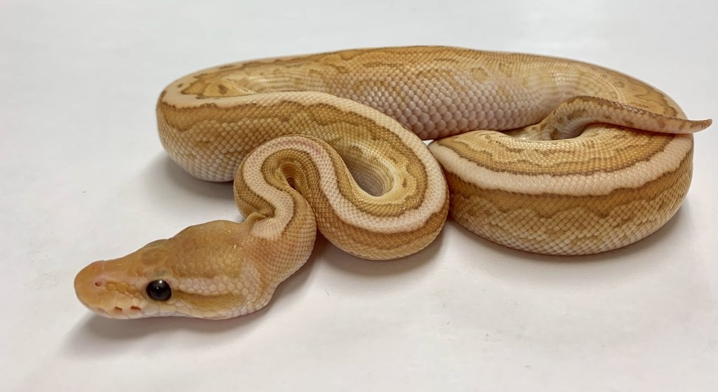 Banana Enchi Kingpin Black Pastel Ball Python by BHB Reptiles MorphMarket
