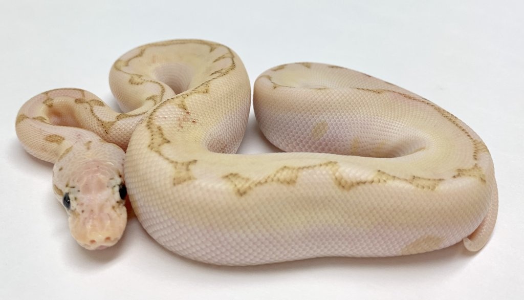 Pastel Vanilla Bamboo Woma Spider Ball Python by BHB Reptiles - MorphMarket