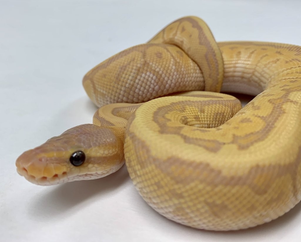 Banana Jigsaw Ball Python by BHB Reptiles MorphMarket