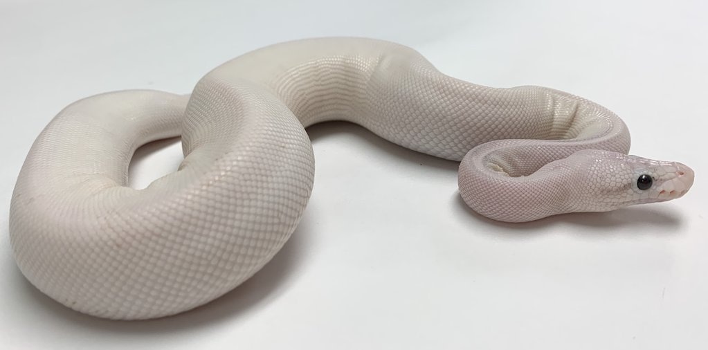 Sterling Highway Ball Python by BHB Reptiles - MorphMarket
