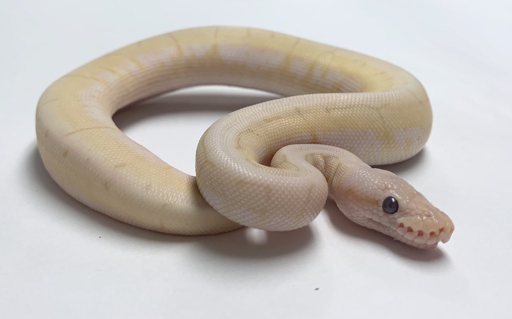 Banana Spinner Ball Python by BHB Reptiles - MorphMarket