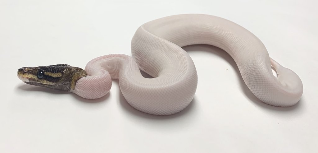 Cinnamon Pied Ball Python by BHB Reptiles - MorphMarket