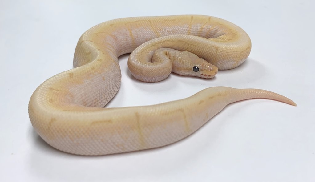 Banana Spinner Ball Python by BHB Reptiles - MorphMarket