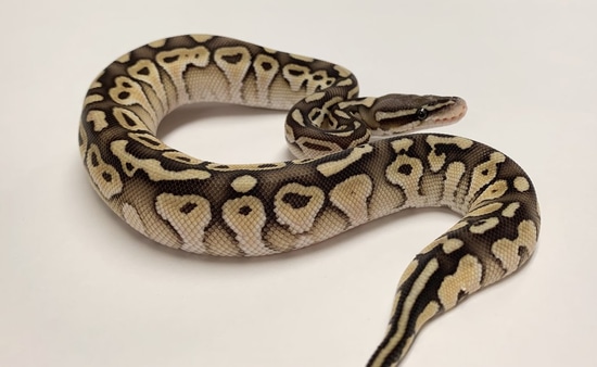 Pastel Lesser Ball Python by BHB Reptiles
