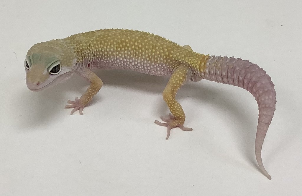 Mack Snow Murphy Patternless Leopard Gecko by BHB Reptiles - MorphMarket