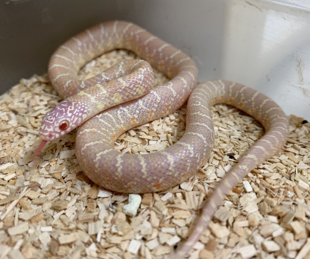 Albino Jelly Brooks' Kingsnake by BHB Reptiles MorphMarket