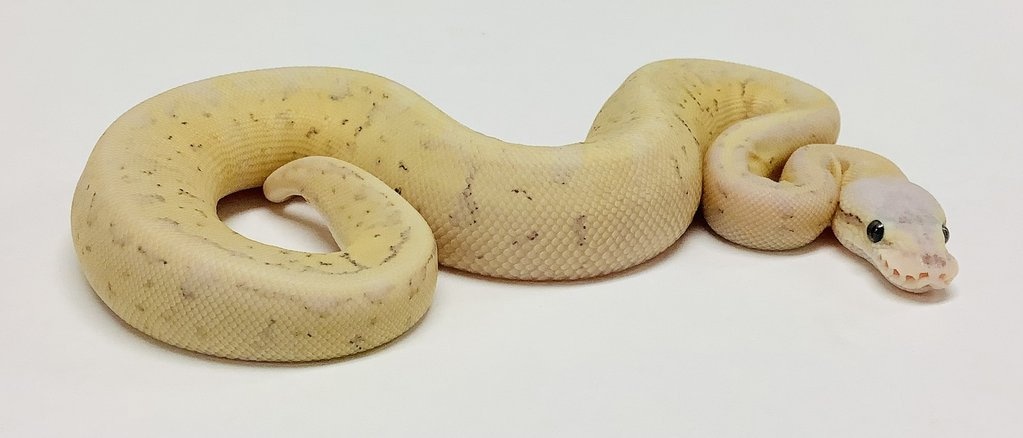 Super Dragonfly Ball Python by BHB Reptiles - MorphMarket