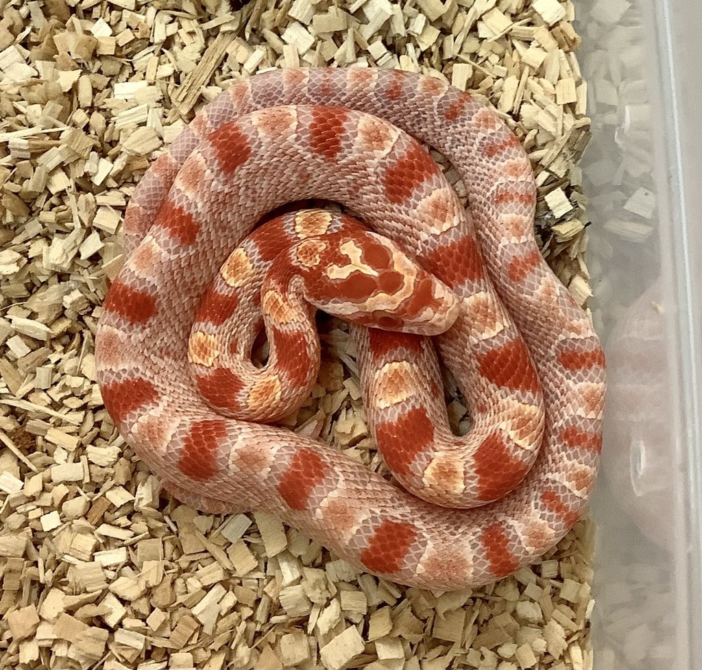 Albino Reverse Okeetee Corn Snake by BHB Reptiles - MorphMarket