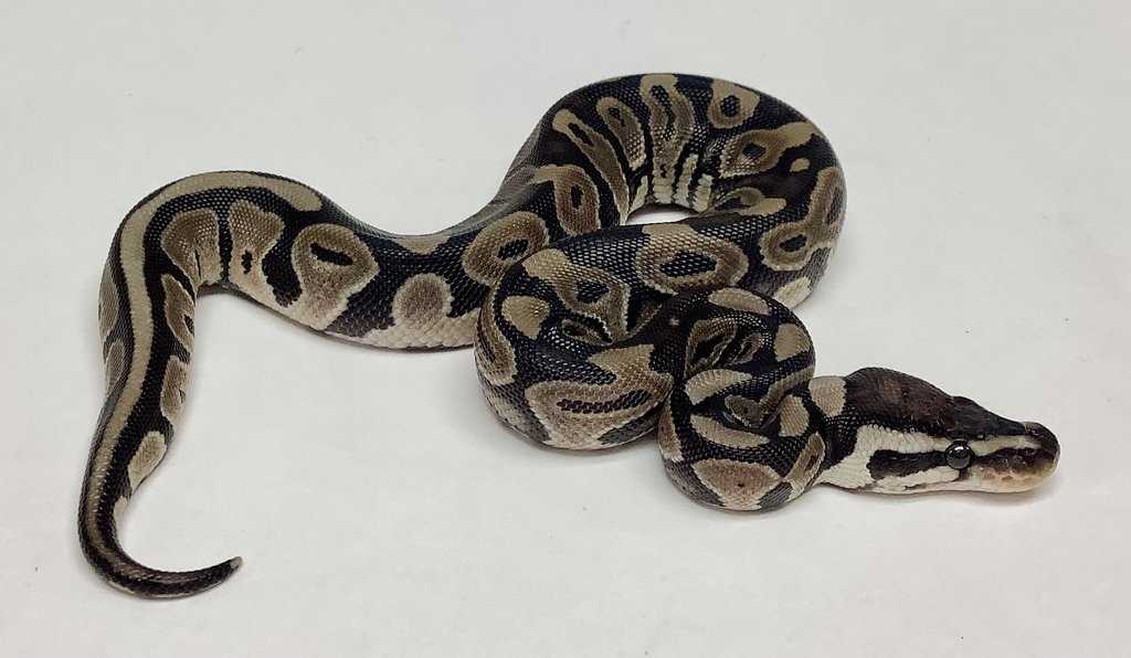 Lori Ball Python by BHB Reptiles MorphMarket
