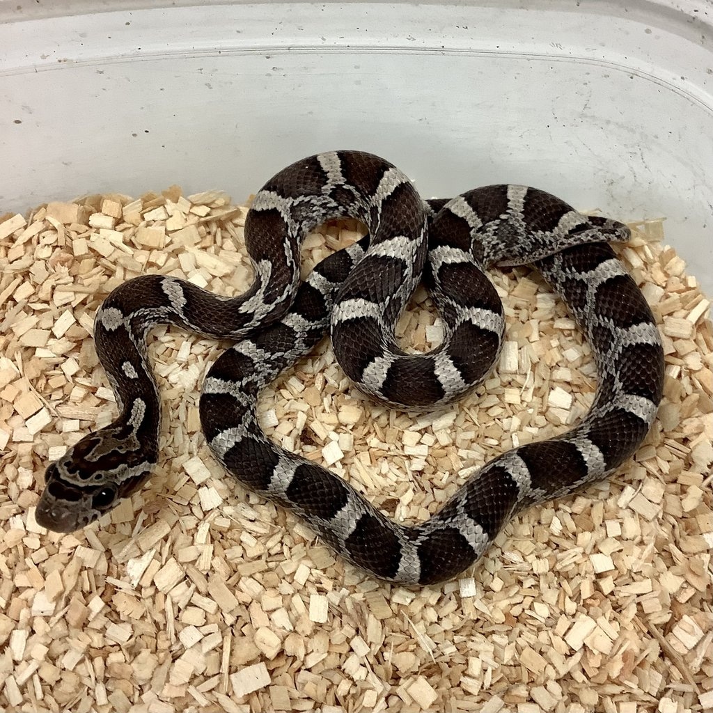 Granite Het Scaleless Corn Snake by BHB Reptiles - MorphMarket