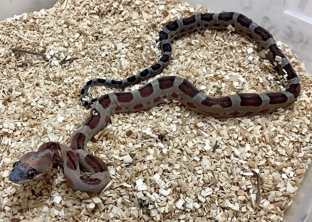 Scaleless Western Rat Snake by BHB Reptiles - MorphMarket