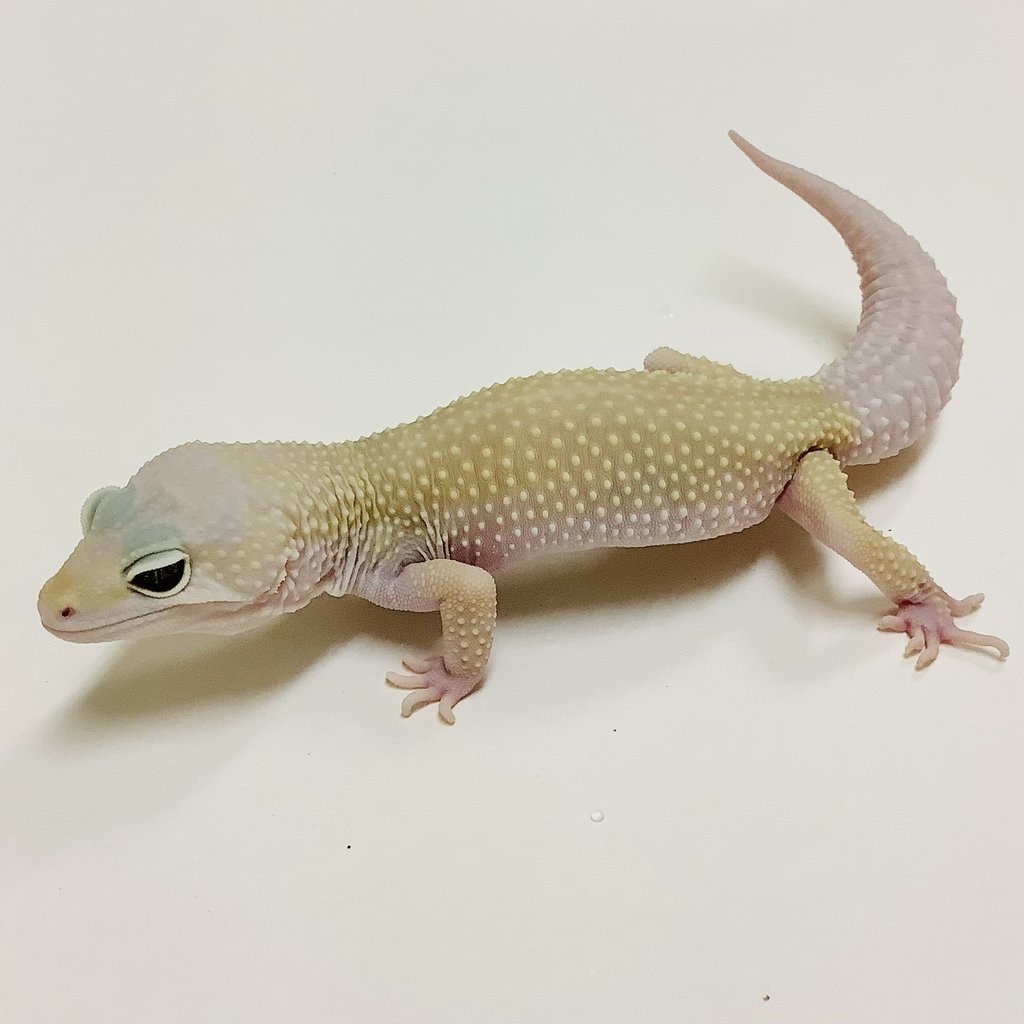 Mack Snow Murphy Patternless Leopard Gecko by BHB Reptiles - MorphMarket