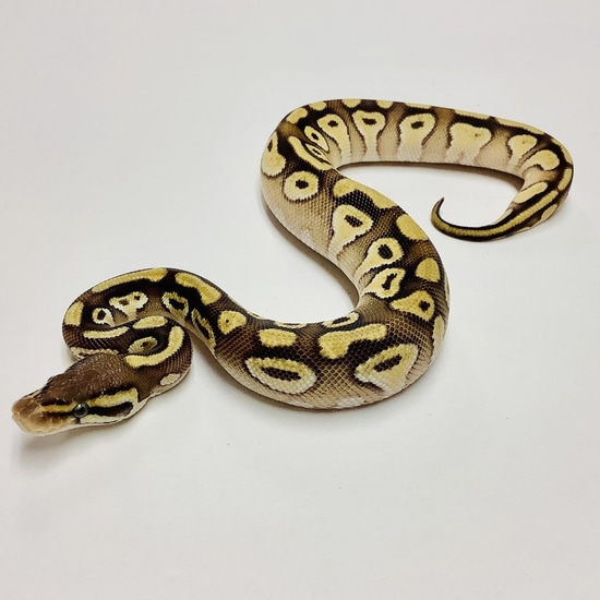Enchi Mojave Ball Python by BHB Reptiles