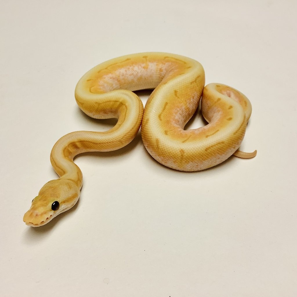 Banana Spinner Ball Python by BHB Reptiles - MorphMarket