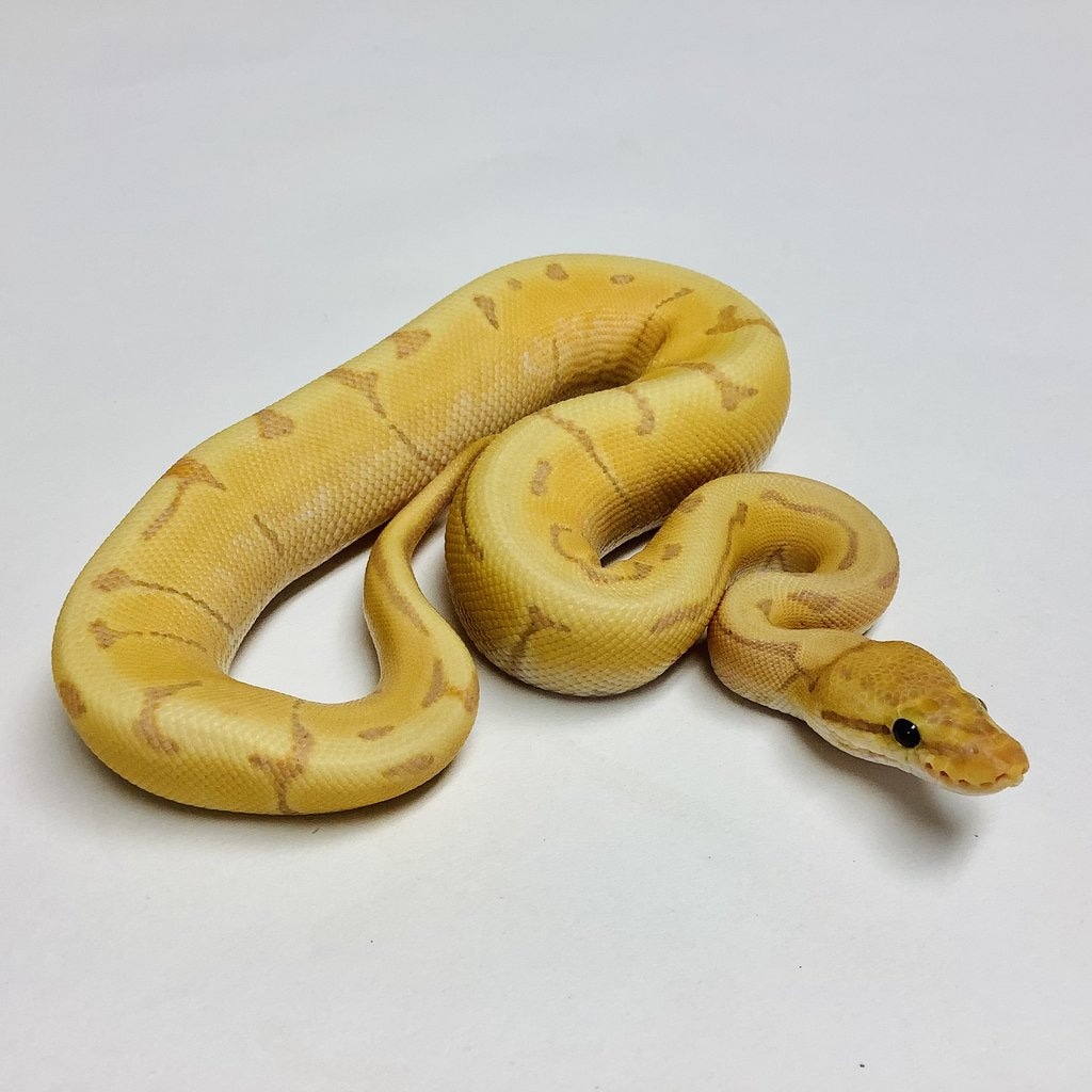 Banana Enchi Pinstripe Ball Python by BHB Reptiles MorphMarket