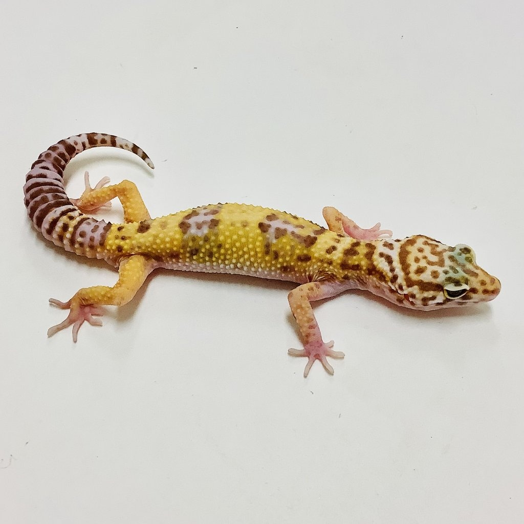 Leopard Raptor Raptor Leopard Gecko by BHB Reptiles - MorphMarket