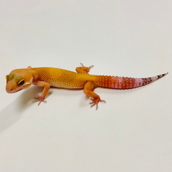 Sunglow Albino Tremper Pos Het Eclipse Leopard Gecko by BHB Reptiles