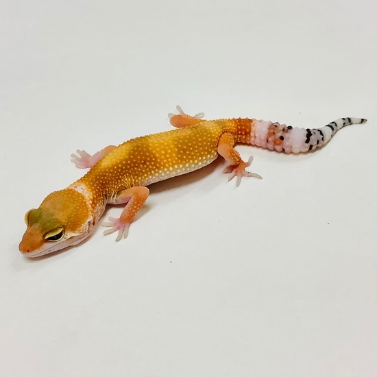Albums 93+ Pictures super hypo tangerine carrot tail leopard gecko Full HD, 2k, 4k Albums 93+ Pictures super hypo tangerine carrot tail leopard gecko Full HD, 2k, 4k