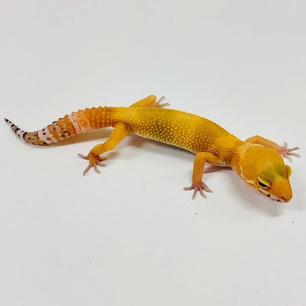 Sunglow Albino Tremper Pos Het Eclipse Leopard Gecko by BHB Reptiles ...