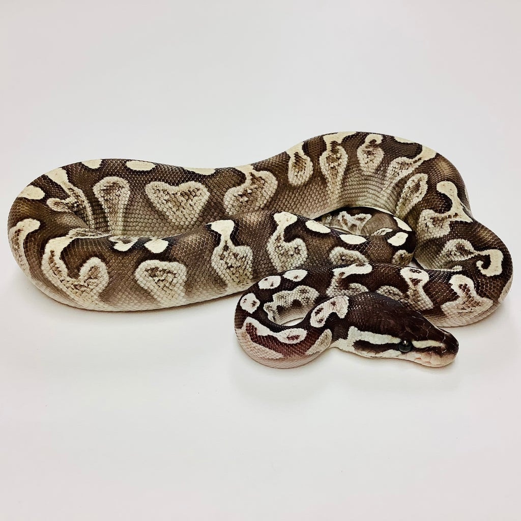 GHI Lesser Ball Python by BHB Reptiles - MorphMarket