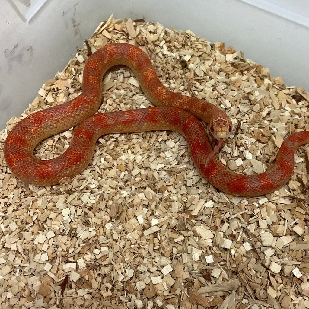 Albino Flame Blotched Kingsnake by BHB Reptiles MorphMarket