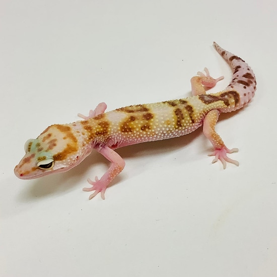 Mack Snow Raptor W/Y Leopard Gecko by BHB Reptiles