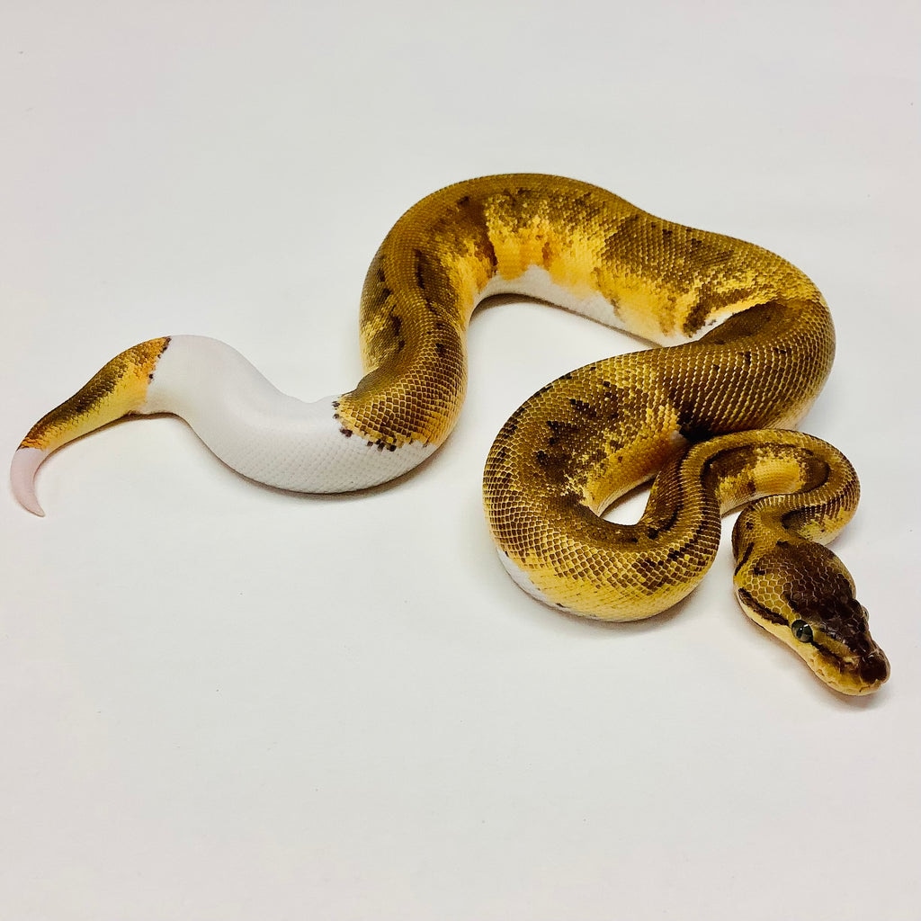 Pied Lemonblast Leopard Ball Python by BHB Reptiles - MorphMarket